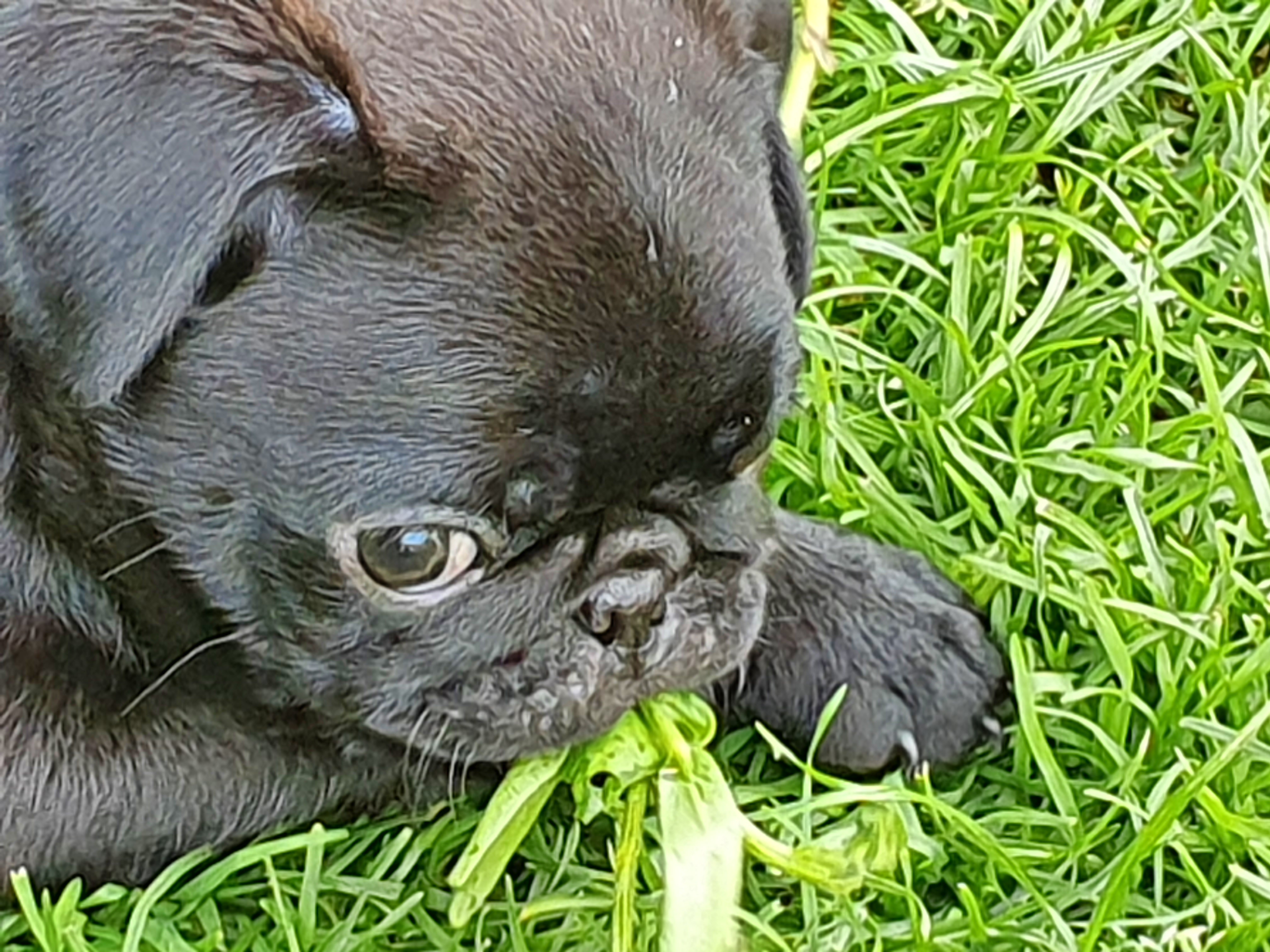 mopsdeutschland.de Galerie